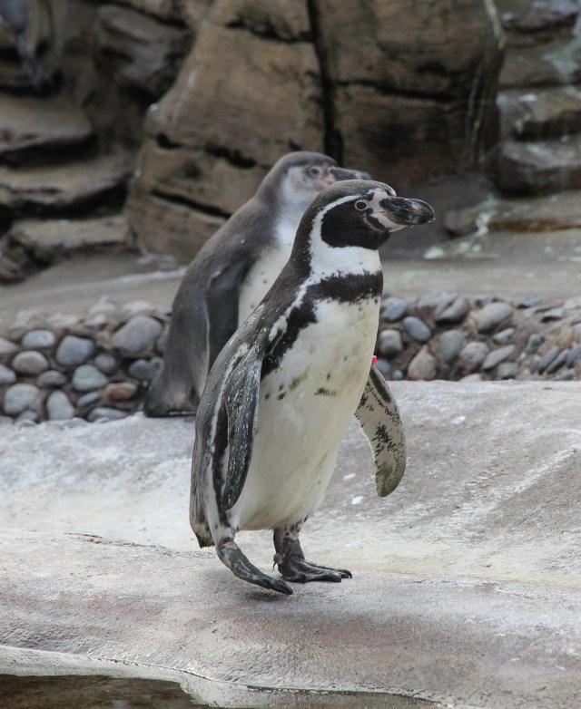 Penguin