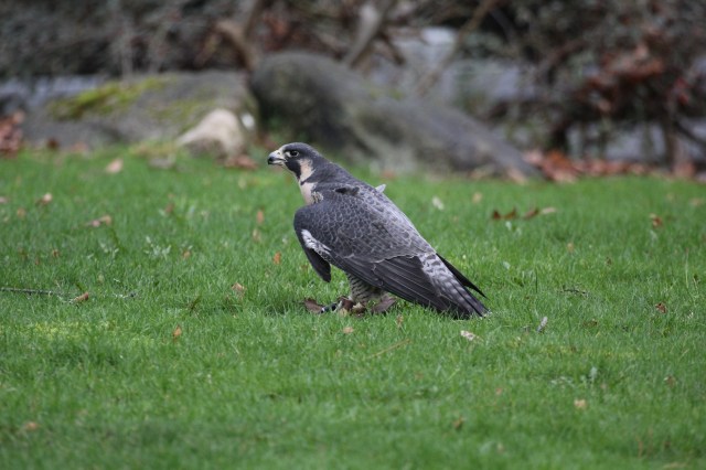 Peragrine Falcon
