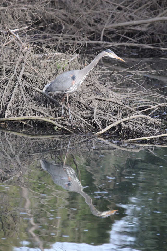 Heron