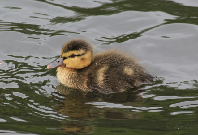 LIttle duck