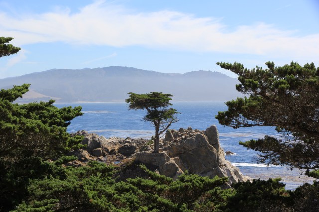 Lone Cypress