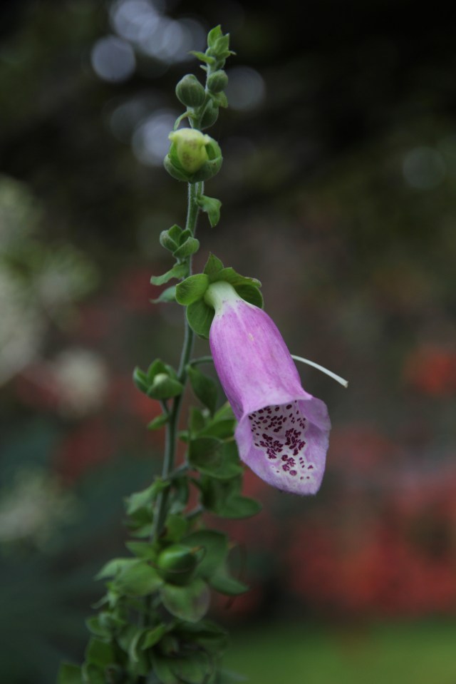 Foxglove