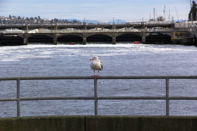 Seagull