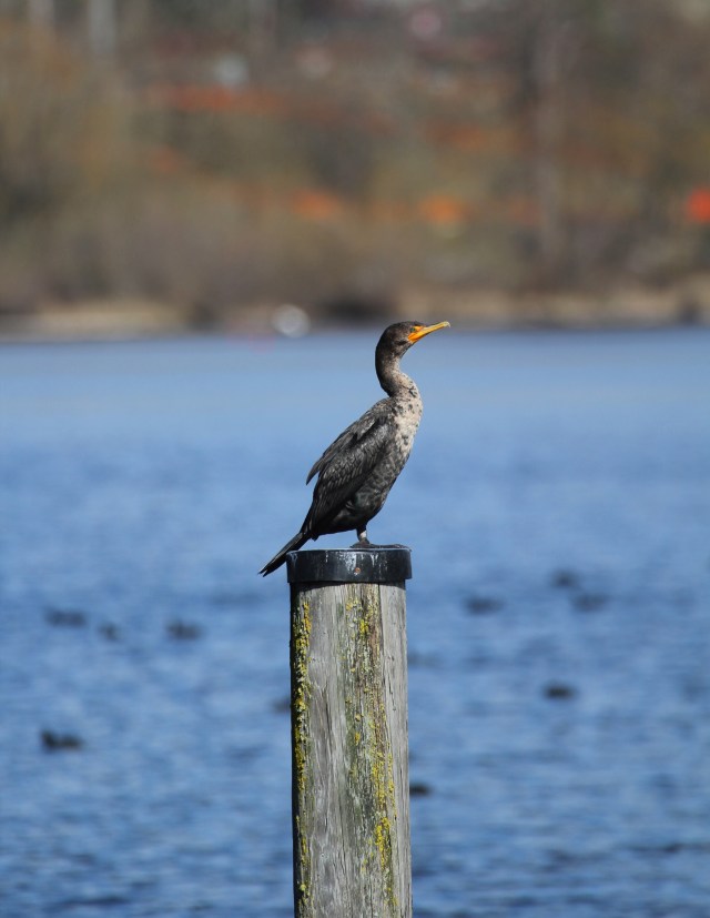 Cormorant