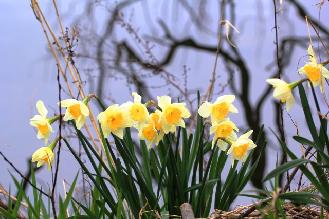 Daffodils