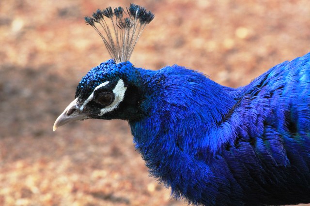Peacock