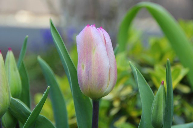 Tulip