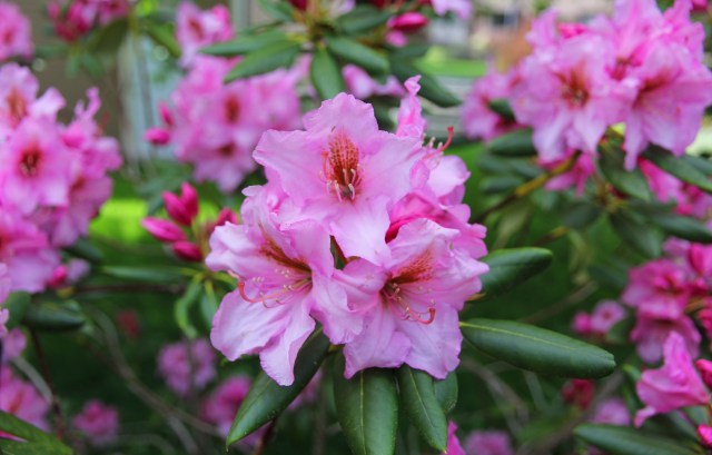 Rhodi