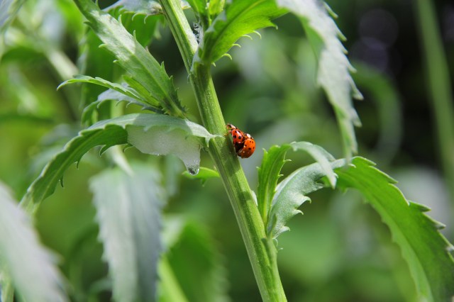 Ladybugs