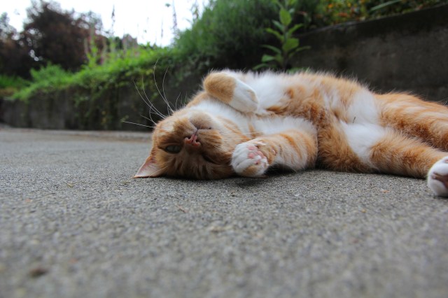 Rollin Rollin Rollin