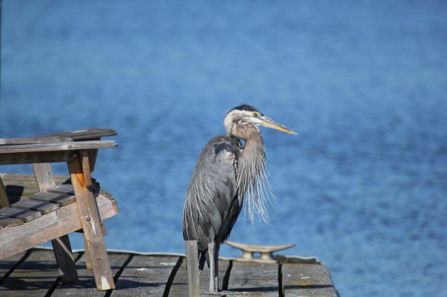 Heron