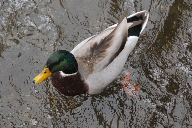 quacker