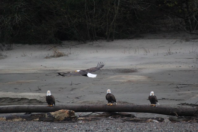 bald-eagles