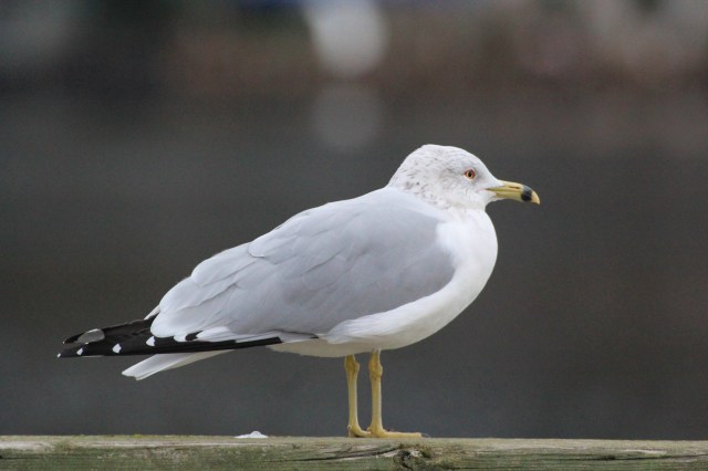gull