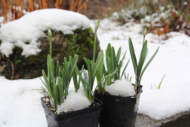 snowy-flowers
