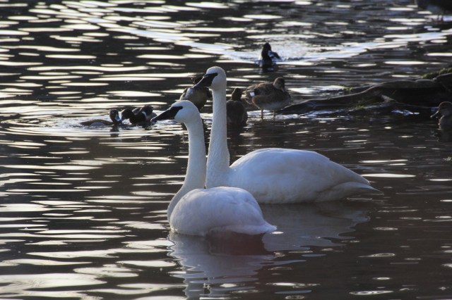 swan-lake